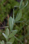 Catchfly prairie gentain